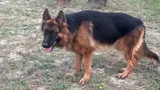 #germanshepherd #germanshepheard #show #quality 