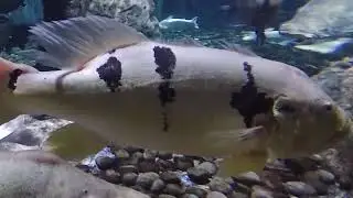 Part 4 | Lihat Macam2 Ikan di BXSea Bintaro Exchange Mall Bintaro Jaya Jakarta