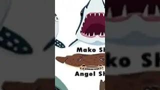 Акула ангел #shark
