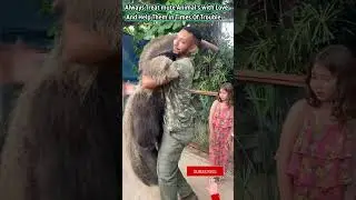 GIANT ANTEATERS  Beautiness #shorts