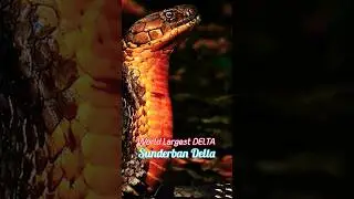sunderban delta  - world largest delta  #india