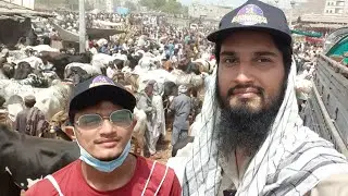 🔴 Live At Malir Cow Mandi 2022