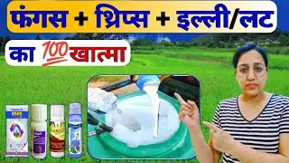 Fungicide and insecticide combination | Delegate Insecticide | Roko Fungicide | Solomon insecticide
