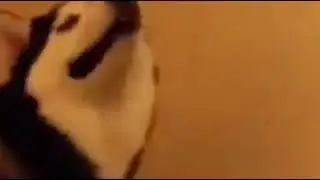 Husky sneezing cute meme video