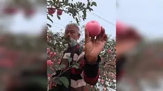 不敢说人定胜天 栖霞苹果大面不好的情况下，这两位大叔大姨真是扛把子，照样赚钱，赚好钱！