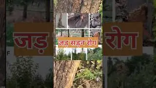 How to control root rot in apple जड़ सड़न को कैसे  रोके जड़ सड़न को रोकने के लिए क्या क्या करे 
