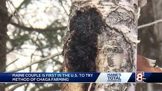 Maine couple first in U.S. to try method of Chaga farming