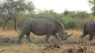 Another day in the life of Mabalingwe Nature Reserve