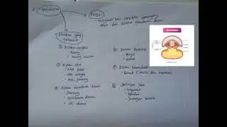Lapisan Ektoderm Endoderm dan Mesoderm