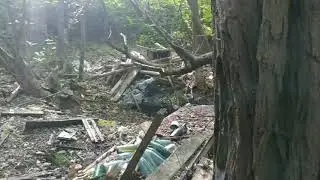 Natrix Natrix 🐍(Grass snake)  chwila strachu w lesie 😱- a grzyb&oacute;w 😔