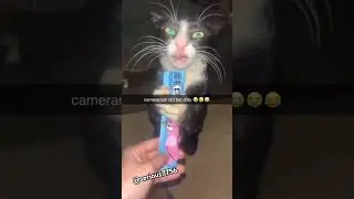bro did him dirty🤣 #cute #viralvideo #cat #cats #cutecats #animalshorts #catshorts #funny #funny