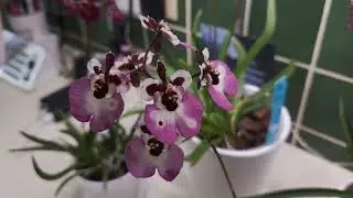 Цветение + Новые цветоносы + Новое оборудование + Новые идеи на 2026 год! #орхидеи