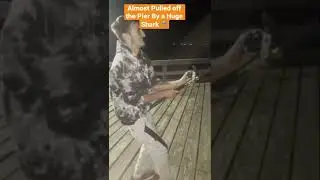 Almost Pulled Off The Pier By a Huge Shark 🦈 #obx #shorts #saltwater #sharkfishing #pierfishing