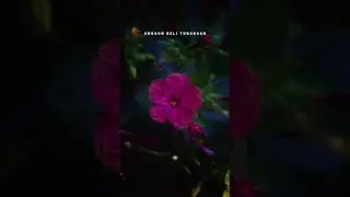Peragat nyebeng #lagubali #cover #music #peragatnyebeng #lovemusikbali #fypシ