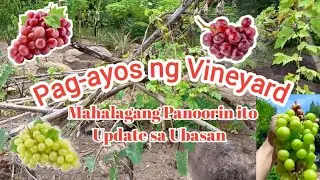 Panoorin - Pag-ayos ng Trellis ng Grapes Vineyard