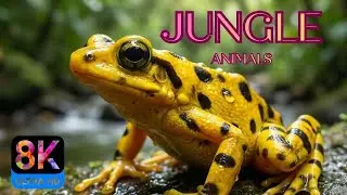 8K Wildlife Experience – Wild Animals in Their Natural Habitat