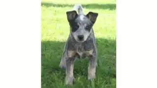 Blue Heeler  Temperament