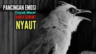 suara pikat trucuk betina memanggil jantan jitu buat pancingan trucukan agar bunyi dan gacor ropel