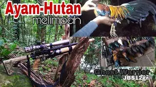 🔴 BERBURU AYAM HUTAN LANGSUNG DI MARKASNYA.GHOST WARRIOR PANEN POIN.👍