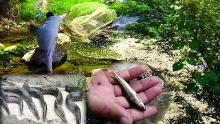 Incredible Amazing  Baam fish |Eel Fish Catching | How to Catch Baam Fish