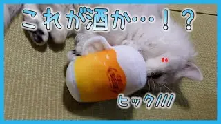【猫side】きっとあるある、おもちゃの末路（ミヌエット）