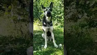 ВЕО универсальная собака🤗 #goldaward #mercedes #вео #dog