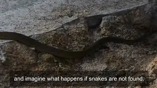Rat Snake (Ptyas mucosa)