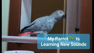 My Parrot 🦜 Is Learning New Sounds [Congo African Grey]