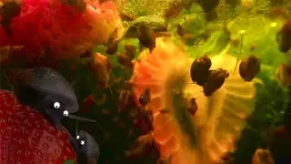 Bladder Snails Feeding Time : Strawberries 🍓