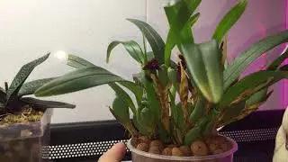 РАСЦВЕЛА MAXILLARIA VARIABILIS RED