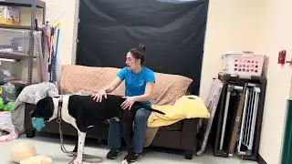 Meet Bane at Dakin Humane Society!!