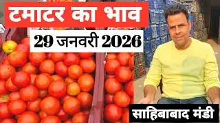 29 January 2026🍅टमाटर का भाव साहिबाबाद मंडी |today tomato rates #tamatar #mandirates #tomato