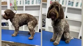 Charlie: Understanding Pet Loss and Canine Emotions / Entendiendo el duelo y las emociones caninas