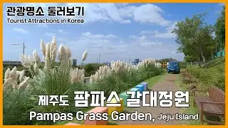 Pampas Grass Garden, Jeju Island Walking Tour [4K & Captions]