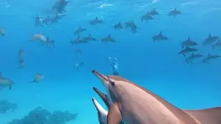 Freediving with Dolphins | Satayah Reef