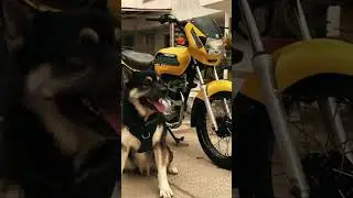 aportes 💯🔥 la pollita #boxerct100  #suscribense  #bajaj  #bajajindia  #viralvideo  #viralshorts