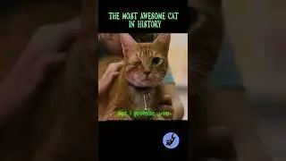 Meet Fred The One Eyed CAT Who Stole My Heart