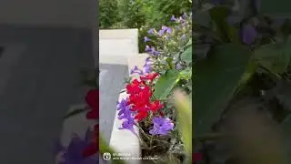 Beautiful flowers.. music : Pearlish love theme #flowers #instareels #pearlish #flowersonreels
