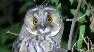 Сова (owl)