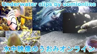【水中映像ライブ】水温８℃の海でプランクトンを眺める（能登の海です）