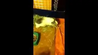 Veterinarian in Naperville, Paralyzed guinea pig recovery