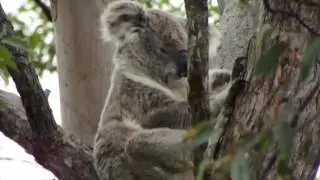 Koala in stringy bark tree beside wicking beds