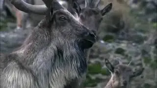 Markhor Mating Season in Pakistan | Short Wildlife Documentary on Pakistan&rsquo;s National Goat