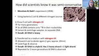 Chapter 6.1c - The Most Beautiful Experiment in Biology | Cambridge A-Level 9700 Biology