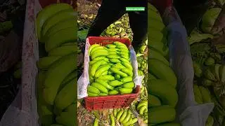 MFC_AHMEDABAD | Premium_Quality_Bananas_Packing #Pisang #Banan #Ban #Banany #Pisangya #G9_Bananas