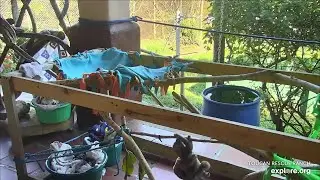 Baby sloth Bruno hitches a ride with Beanie 💪 - 04/18/24 - SlothTV via explore.org