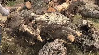 Milling buckeye Burl we get live edge slabs and stabilized buckeye  burl .stabilized buckeye  burl