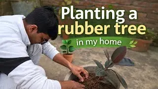 Starting My Little Green World with a Rubber Tree