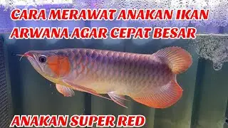 CARA MERAWAT ANAKAN IKAN ARWANA AGAR CEPAT BESAR || ANAKAN ARWANA SUPER RED