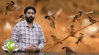 World sparrow day 20 march Save the sparrows Extinction of sparrows